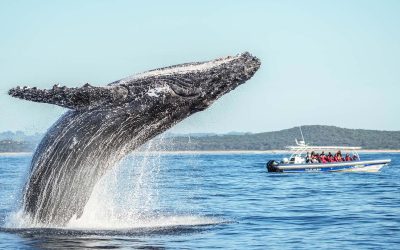 Byron Bay whale watching season